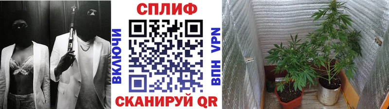 Шишки марихуана сатива закладки Бикин